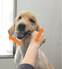 写真1ガム与え方.png
