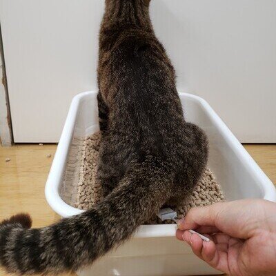 ウロキャッチャー1.jpg