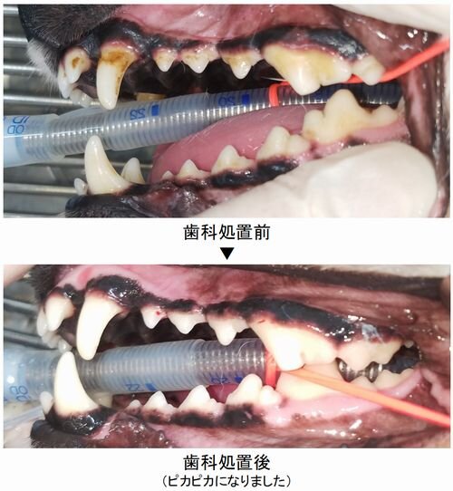 処置前後の写真.jpg