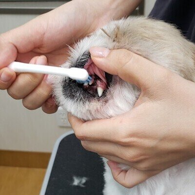 歯ブラシを使った歯みがき